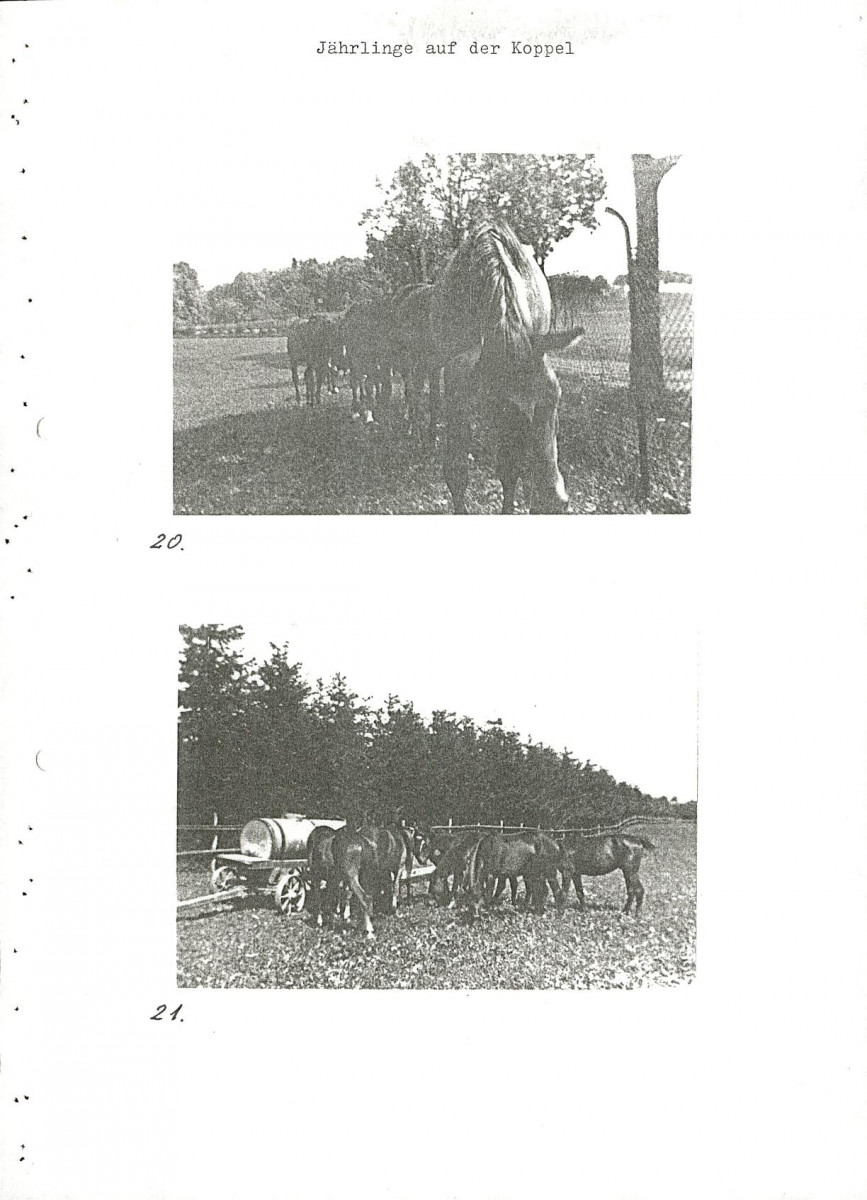 EP - Ewidencja parkowa, skan nr 94