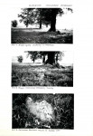 Karta cmentarza, skan nr 5