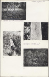 Karta cmentarza, skan nr 6