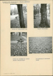 Karta cmentarza, skan nr 5