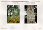 Karta cmentarza, skan nr 5