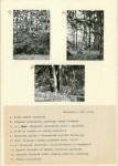Karta cmentarza, skan nr 6