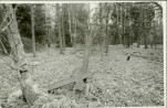 Karta cmentarza, skan nr 5