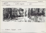 Karta cmentarza, skan nr 5