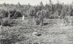 Karta cmentarza, skan nr 5