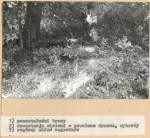 Karta cmentarza, skan nr 6