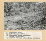 Karta cmentarza, skan nr 4