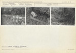 KC - Karta cmentarza, skan nr 5