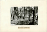 EP - Ewidencja parkowa, skan nr 18