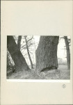 Ewidencja parkowa, skan nr 43