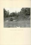 Ewidencja parkowa, skan nr 26