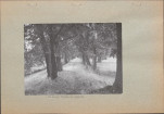 Ewidencja parkowa, skan nr 17