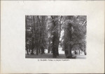 Ewidencja parkowa, skan nr 16