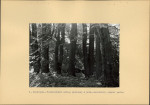 Ewidencja parkowa, skan nr 21
