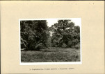 Ewidencja parkowa, skan nr 16
