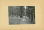 Ewidencja parkowa, skan nr 26