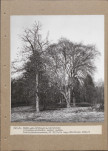 EP - Ewidencja parkowa, skan nr 25