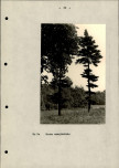 Ewidencja parkowa, skan nr 26