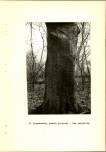 Ewidencja parkowa, skan nr 28