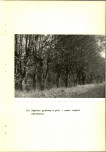 Ewidencja parkowa, skan nr 30
