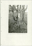 Ewidencja parkowa, skan nr 66
