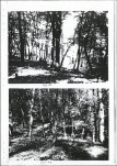 EP - Ewidencja parkowa, skan nr 51