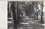 Ewidencja parkowa, skan nr 41