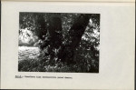 Ewidencja parkowa, skan nr 34