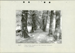 Ewidencja parkowa, skan nr 32
