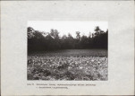 EP - Ewidencja parkowa, skan nr 48