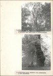 EP - Ewidencja parkowa, skan nr 20