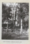 Ewidencja parkowa, skan nr 39
