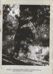 Ewidencja parkowa, skan nr 42