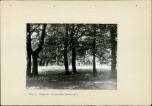 EP - Ewidencja parkowa, skan nr 50
