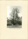 Ewidencja parkowa, skan nr 20
