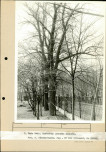 EP - Ewidencja parkowa, skan nr 62