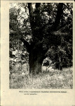 Ewidencja parkowa, skan nr 25