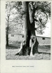 EP - Ewidencja parkowa, skan nr 29