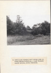 Ewidencja parkowa, skan nr 36