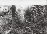 Ewidencja parkowa, skan nr 49