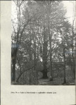 Ewidencja parkowa, skan nr 28