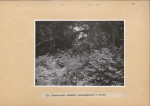 Ewidencja parkowa, skan nr 60