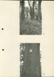 Ewidencja parkowa, skan nr 38