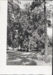 Ewidencja parkowa, skan nr 26