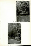 Ewidencja parkowa, skan nr 54