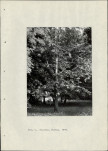 Ewidencja parkowa, skan nr 20