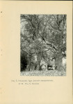 Ewidencja parkowa, skan nr 19