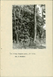 Ewidencja parkowa, skan nr 17