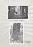 Ewidencja parkowa, skan nr 17