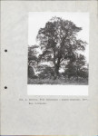 EP - Ewidencja parkowa, skan nr 14
